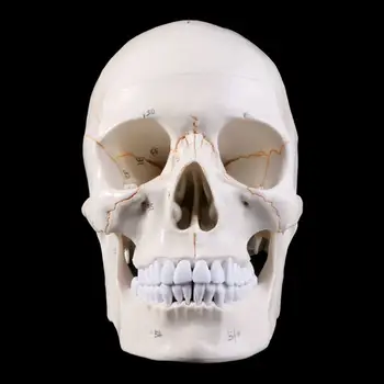 Életnagyságú emberi koponya modell anatómiai anatómiai anatómiai orvosi oktató csontváz hea számára